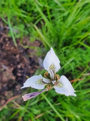 Moraea unguiculata