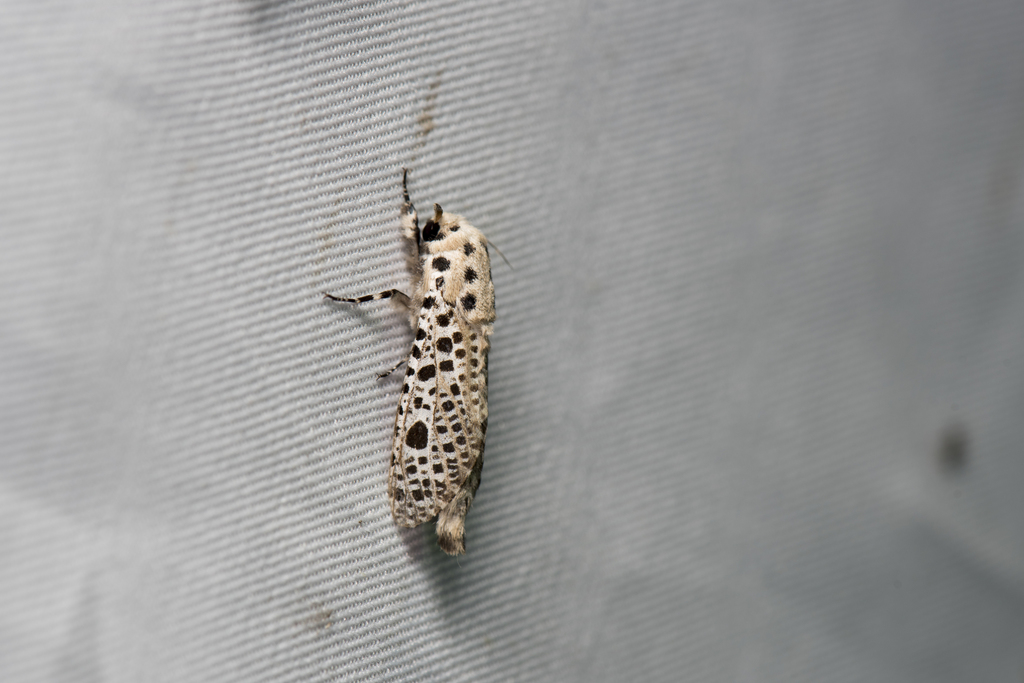 Rapdalus pardicolor