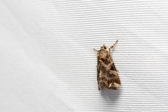 Callopistria duplicans