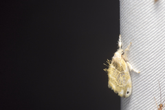 Euproctis kanshireia