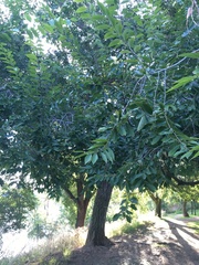 Ulmus minor