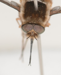 Sisyromyia limbata