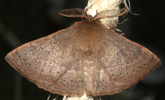Anthela repleta