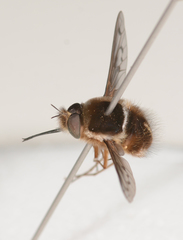 Sisyromyia limbata