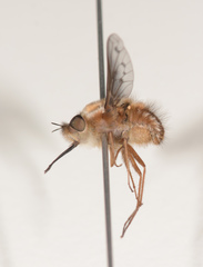 Sisyromyia limbata