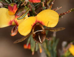 Sisyromyia limbata