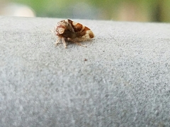 Cyrtolobus vau