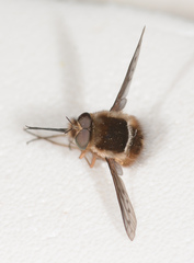 Sisyromyia limbata