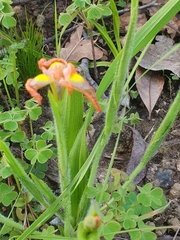Moraea papilionacea