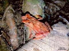 Ingerophrynus divergens