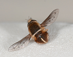 Sisyromyia limbata