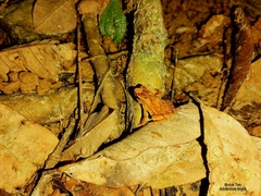 Ingerophrynus divergens