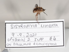 Sisyromyia limbata