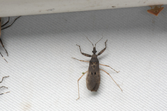 Oncocephalus breviscutum