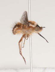 Sisyromyia limbata