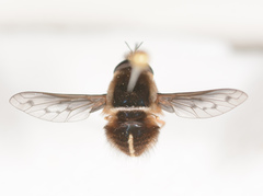 Sisyromyia limbata