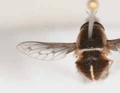 Sisyromyia limbata