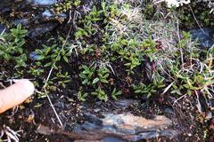 Oxalis stokoei