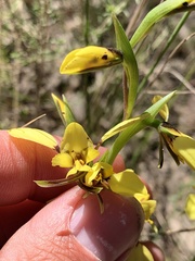 Diuris platichila