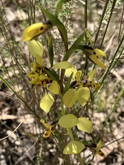 Diuris platichila