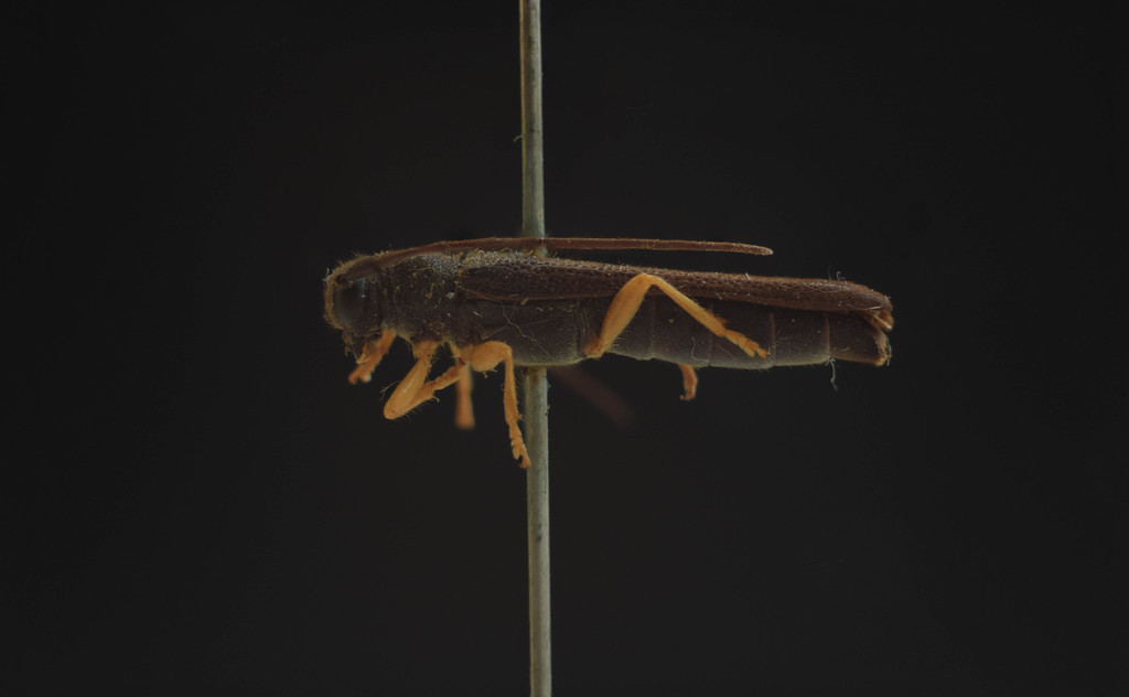 Oberea linearis