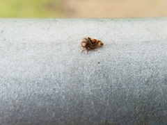 Cyrtolobus vau