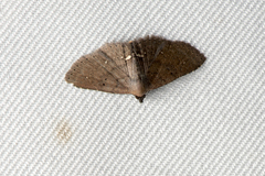 Nechesia albotentata