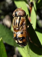 Eristalinus punctulatus