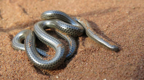 Distant's Thread Snake