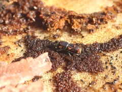 Orthotomicus proximus