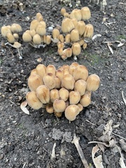 Coprinellus