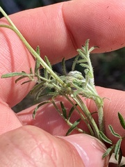Swainsona behriana