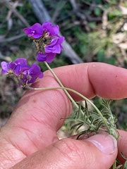 Swainsona behriana