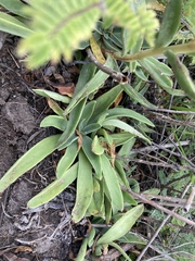 Echeveria paniculata