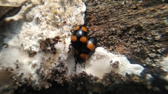 Aulacocheilus doriae