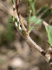 Swainsona behriana