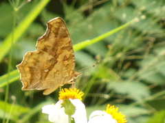 Polygonia c-aureum lunulata