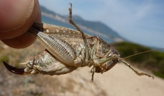 Platycleis intermedia