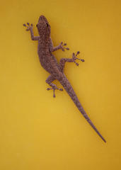 Lygodactylus bradfieldi