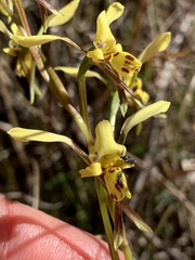 Diuris platichila