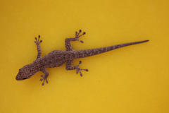 Lygodactylus bradfieldi