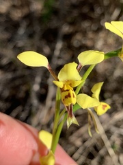 Diuris platichila