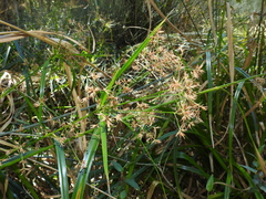 Rhynchospora corymbosa