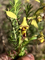 Diuris platichila