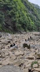 Trachypithecus francoisi