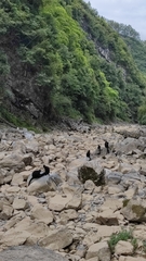 Trachypithecus francoisi