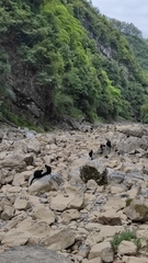 Trachypithecus francoisi