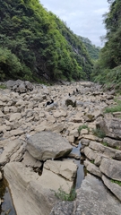 Trachypithecus francoisi