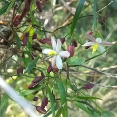 Geitonoplesium cymosum