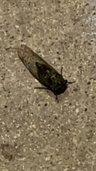 Neotibicen pruinosus